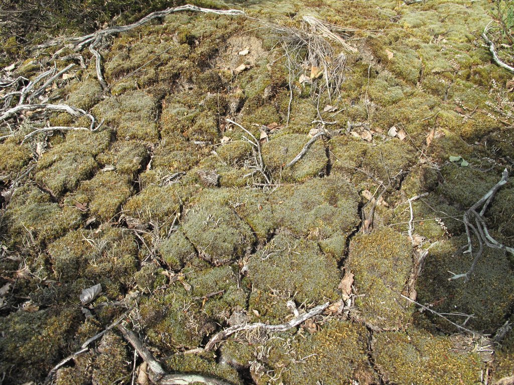 Campylopus introflexus
